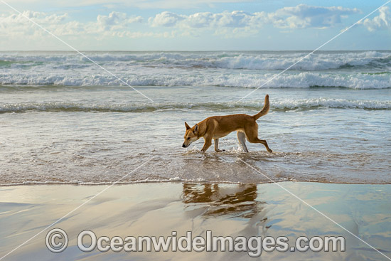 Dingo Canus dingo photo
