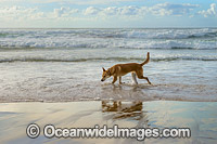 Dingo Canus dingo Photo - Gary Bell