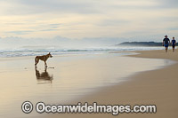 Australian Dingo Photo - Gary Bell