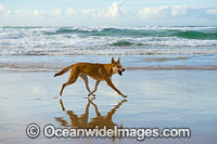 Dingo Canus dingo Photo - Gary Bell