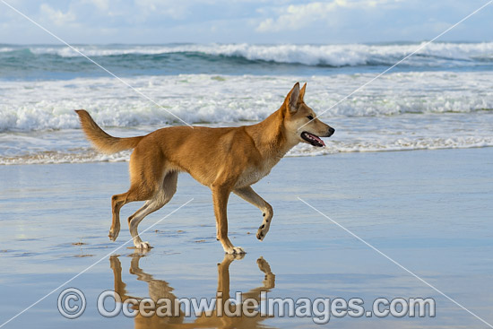 Dingo Canus dingo photo