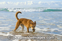 Dingo Canus dingo Photo - Gary Bell