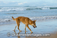 Australian Dingo Photo - Gary Bell