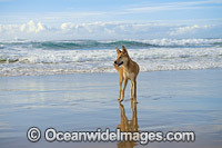 Dingo Canus dingo Photo - Gary Bell