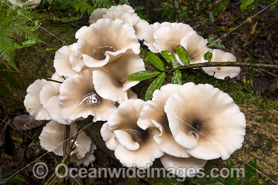 Rainforest Fungi Dorrigo photo Rainforest Fungi Dorrigo photo