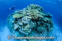 Coral Bommie Great Barrier Reef Photo - Gary Bell