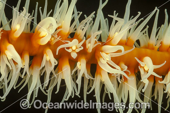 Wire Coral photo