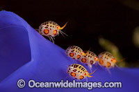 Gammaridean Amphipod Photo - David Fleetham