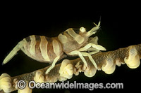 Whip Coral Shrimp with eggs Photo - David Fleetham