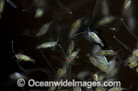 Mysid Shrimp and Arrow Worms Photo - David Fleetham