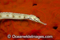 Yellow Scribbled Pipefish Photo - David Fleetham