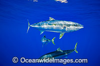 California Yellowtail Photo - David Fleetham