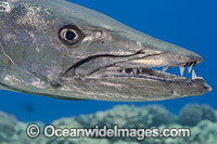 Great Barracuda Photo - David Fleetham