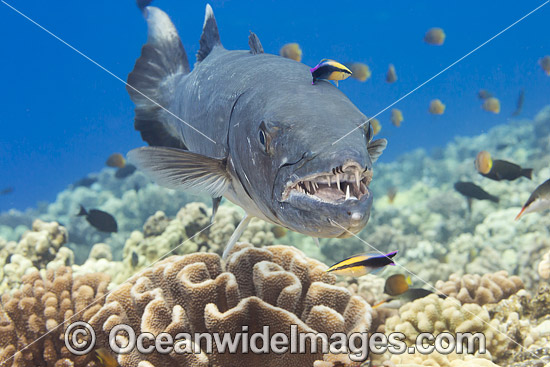 Great Barracuda photo Great Barracuda photo