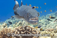 Great Barracuda Photo - David Fleetham