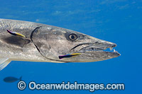 Great Barracuda and Hawaiian Cleaner Wrasse Photo - David Fleetham