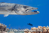 Great Barracuda being cleaned Photo - David Fleetham