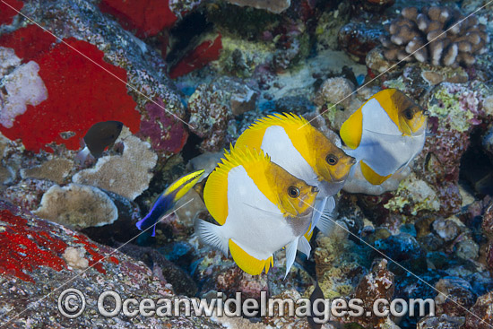 Pyramid Butterflyfish photo Pyramid Butterflyfish photo