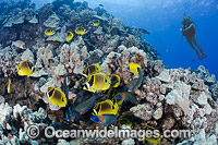 Raccoon Butterflyfish Hawaii Photo - David Fleetham