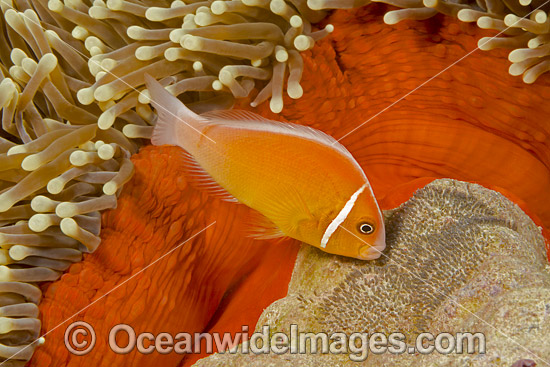 Pink Anemonefish with eggs photo Pink Anemonefish with eggs photo