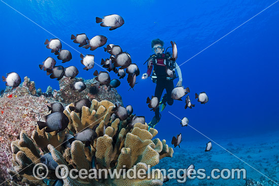 Diver and Damselfish Hawaii photo Diver and Damselfish Hawaii photo