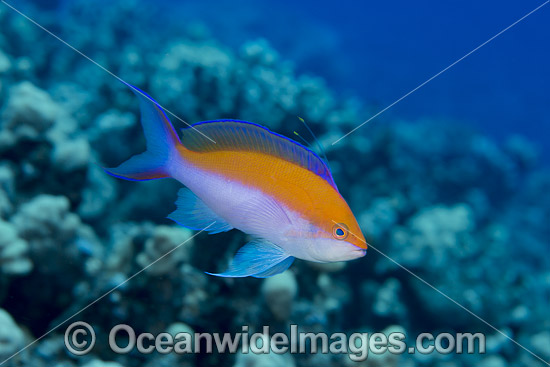 Yellow-backed Basslet photo