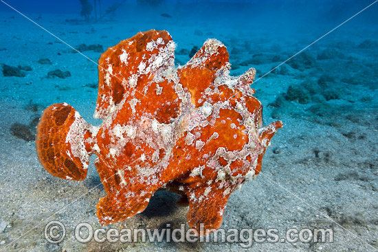 Giant Frogfish photo Giant Frogfish photo