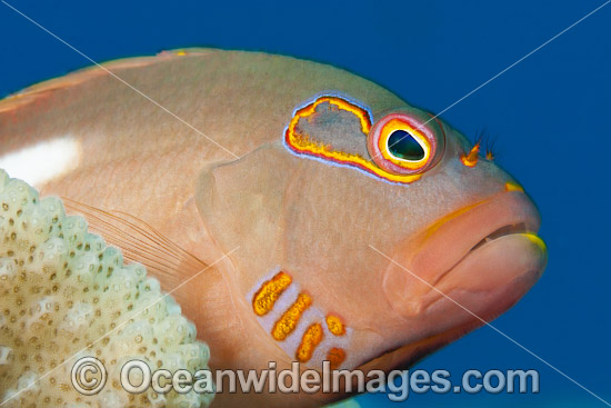 Ring-eyed Hawkfish photo Ring-eyed Hawkfish photo