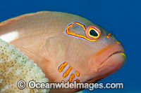 Ring-eyed Hawkfish Photo - David Fleetham