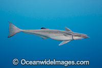 Remora Photo - David Fleetham