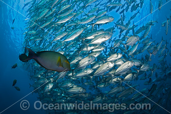 Yellowfin Surgeonfish with Bigeye Jacks photo Yellowfin Surgeonfish with Bigeye Jacks photo