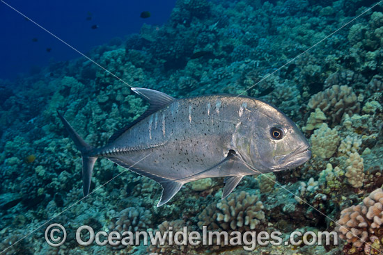 Giant Trevally photo Giant Trevally photo