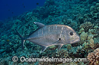 Giant Trevally Photo - David Fleetham