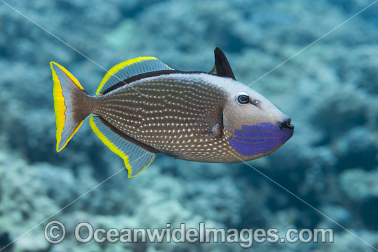 Gilded Triggerfish Xanthichthys auromarginatus photo
