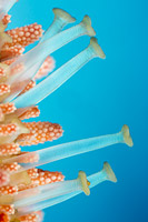 Fisher's Sea Star Mithrodia fisheri Photo - David Fleetham