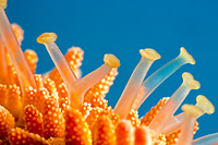 Fisher's Sea Star Photo - David Fleetham