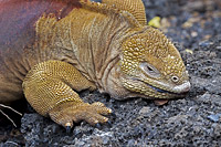 Galapagos Land Iguana Photo - David Fleetham