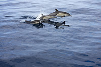 Short-beaked Common Dolphin Photo - David Fleetham
