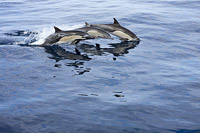 Short-beaked Common Dolphin Photo - David Fleetham