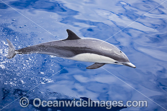 Short-beaked Common Dolphin photo Short-beaked Common Dolphin photo