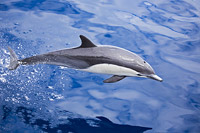 Short-beaked Common Dolphin Photo - David Fleetham