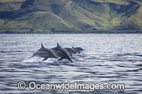 Spinner Dolphins Photo - David Fleetham