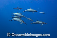 Spinner Dolphins Photo - David Fleetham