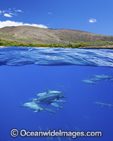 Spinner Dolphins Photo - David Fleetham