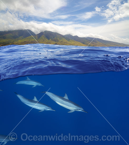 Spinner Dolphins photo Spinner Dolphins photo