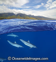 Spinner Dolphins Photo - David Fleetham