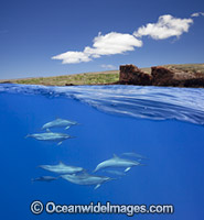 Spinner Dolphins Photo - David Fleetham