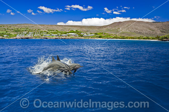 Spinner Dolphins photo Spinner Dolphins photo