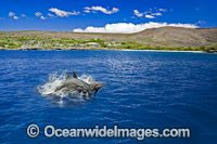 Spinner Dolphins Photo - David Fleetham