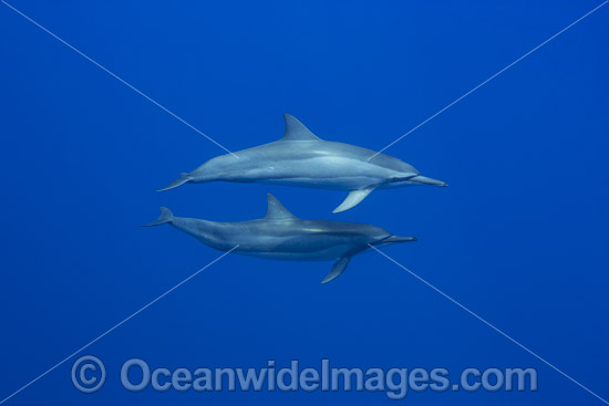 Spinner Dolphins photo Spinner Dolphins photo